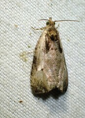 Olethreutes punctanum