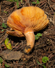 Lactarius quieticolor