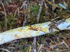 Cortinarius rubiginosus