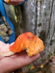 Pluteus aurantiorugosus