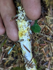 Cortinarius rubiginosus
