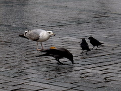 Larus michahellis