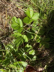 Rubus hispidus