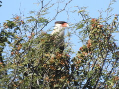 Caracara plancus