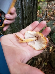Pluteus aurantiorugosus