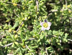 Nitraria billardierei
