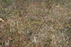 Panicum philadelphicum philadelphicum