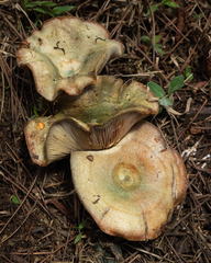 Lactarius quieticolor