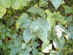 Ptelea trifoliata