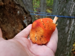 Pluteus aurantiorugosus