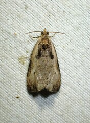 Olethreutes punctanum