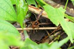 Vespa basalis