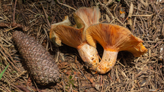 Lactarius quieticolor