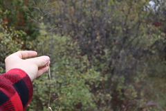 Panicum philadelphicum philadelphicum