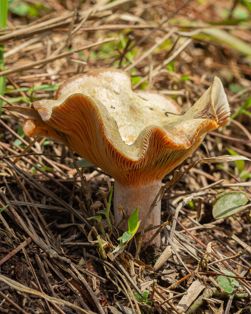 Lactarius quieticolor · October 2022 · photo: © deniszabin (iNaturalist, cc-by)