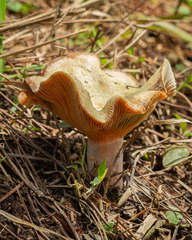 Lactarius quieticolor