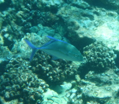 Caranx melampygus