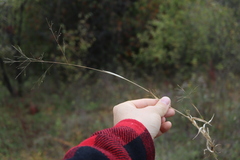 Panicum philadelphicum philadelphicum