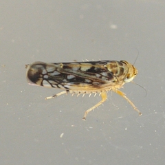 Scaphoideus