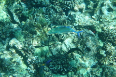 Caranx melampygus
