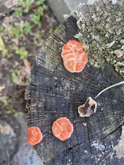 Lycogala epidendrum