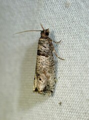 Notocelia culminana