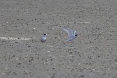 Sternula nereis davisae