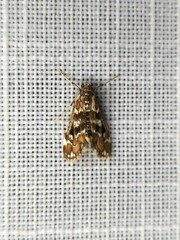 Hygraula nitens