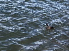 Aythya novaeseelandiae