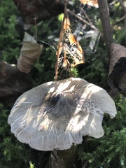 Tricholoma