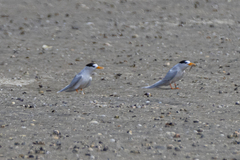 Sternula nereis davisae