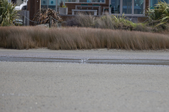 Sternula nereis davisae