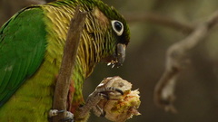 Pyrrhura frontalis