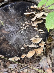 Trametes ochracea