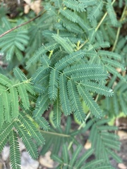 Desmanthus illinoensis
