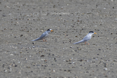 Sternula nereis davisae