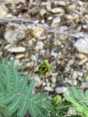 Desmanthus illinoensis
