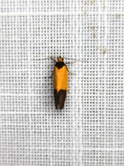 Merocroca automima