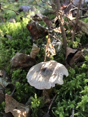 Tricholoma