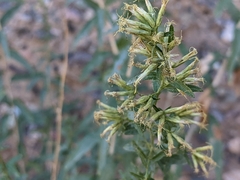 Brickellia longifolia
