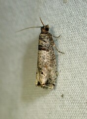 Notocelia culminana