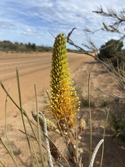 Grevillea eriostachya