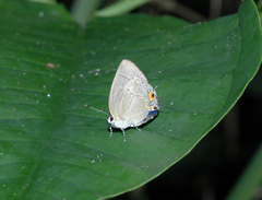 Theclopsis mycon