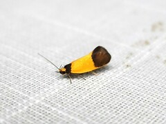 Merocroca automima