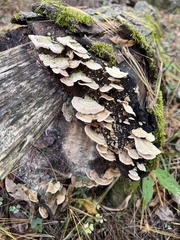 Trametes ochracea