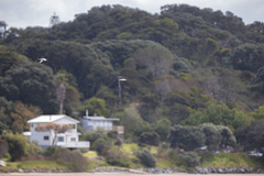 Sternula nereis davisae