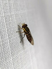 Allograpta terraenovae