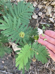 Desmanthus illinoensis