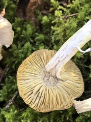Tricholoma