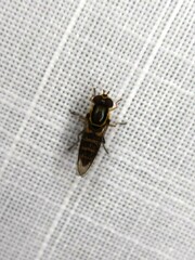 Allograpta terraenovae